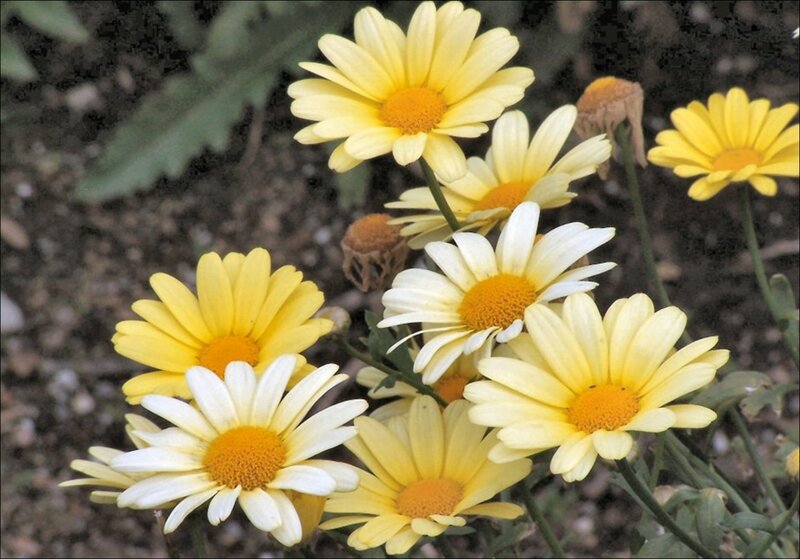 Yellow Daisy Flowers — Calm, Afternoon, Photograph, Leaves
