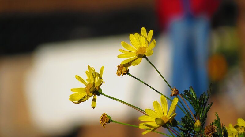 Yellow Daisy Flowers — Calm, Afternoon, Photograph, Stems