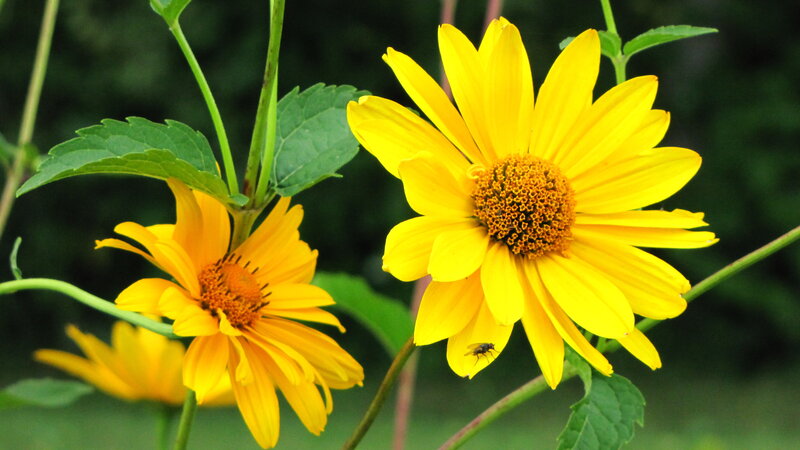 Yellow Daisy Flowers — Calm, Afternoon, Photograph