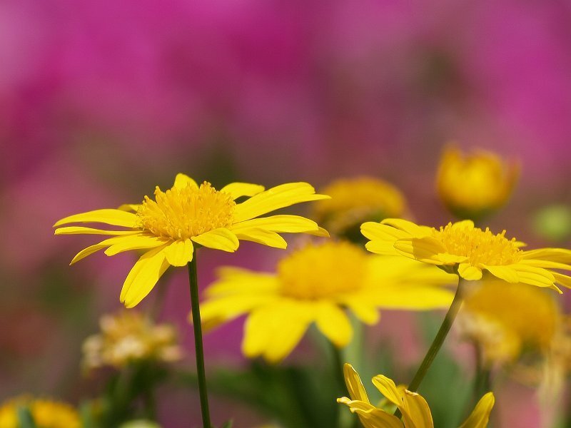 Yellow Daisy Flowers — Calm, Afternoon