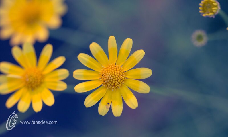 Yellow Daisy Flowers — Calm, Photograph, Blue Background