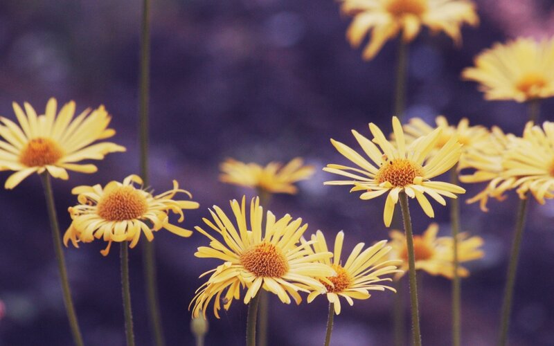 Yellow Daisy Flowers — Calm, Photograph, Stems, Blurred Background