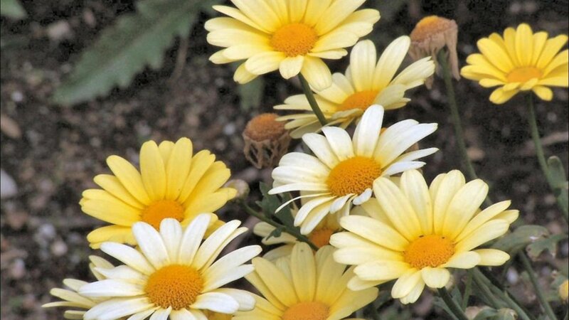 Yellow Daisy Flowers — Calm, Photograph, Stems, Soil