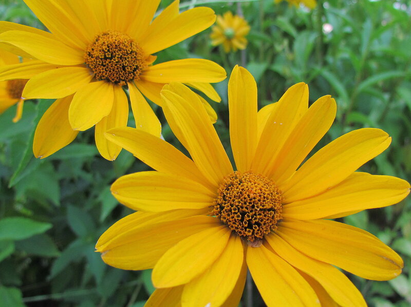 Yellow Daisy Flowers — Calm, Summer