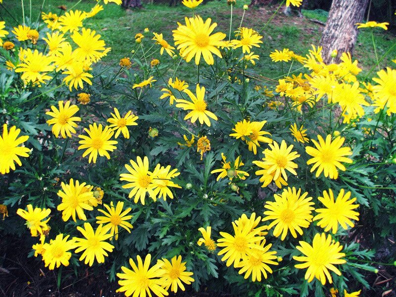Yellow Daisy Flowers — Calm