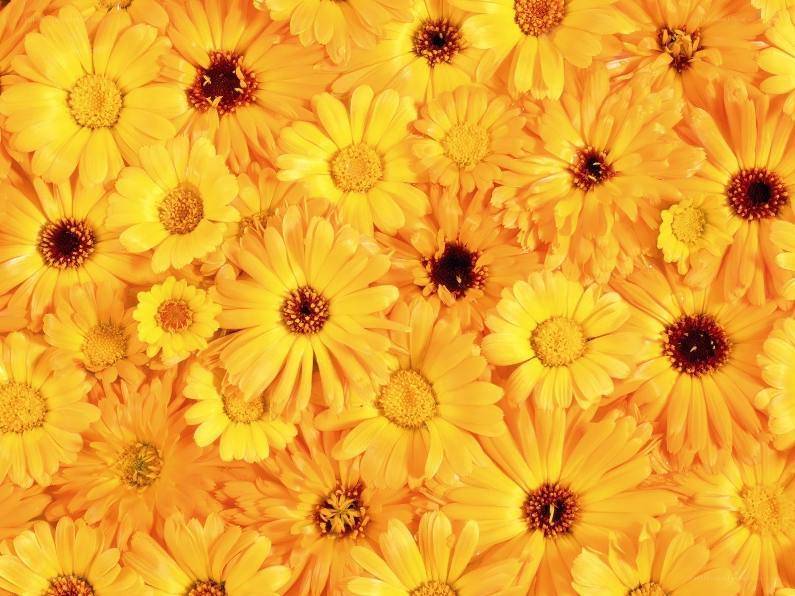 Yellow daisy flowers close-up