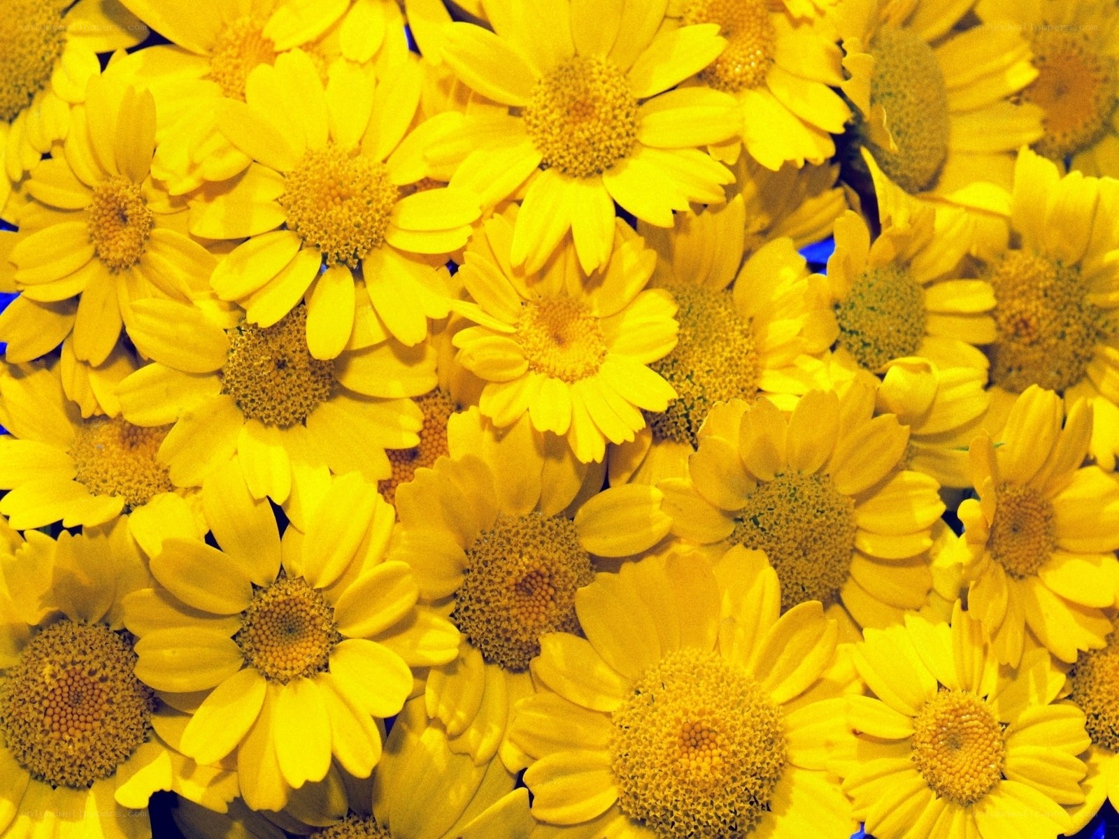 Yellow daisy flowers close-up