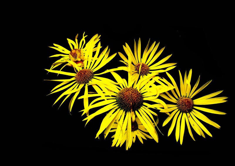 Yellow Daisy Flowers — Dramatic, Photograph, Black Background