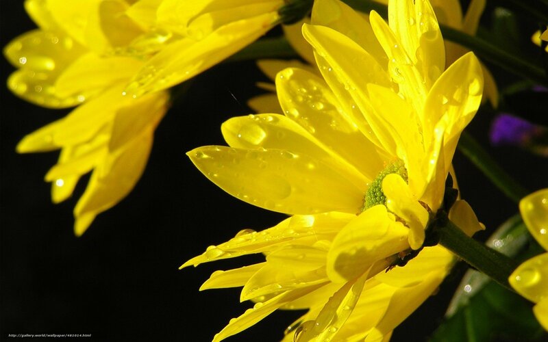 Yellow Daisy Flowers — Dramatic, Photograph, Water Droplets