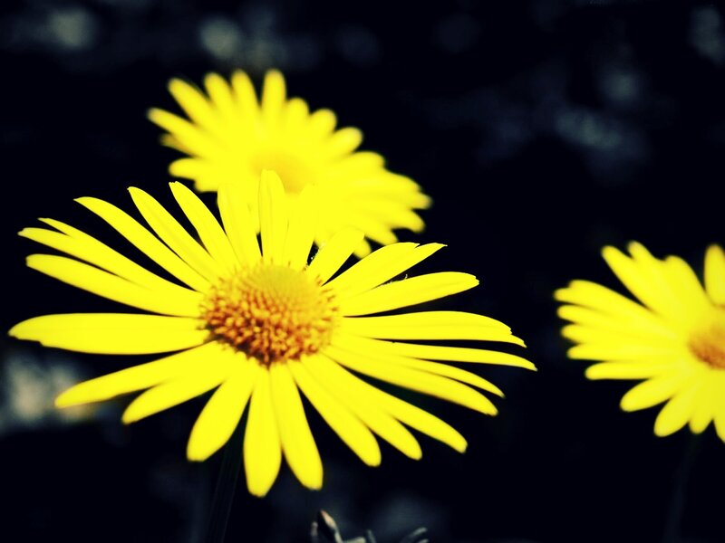 Yellow Daisy Flowers — Dramatic