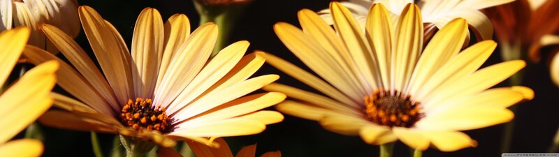 Yellow Daisy Flowers — Natural, Afternoon