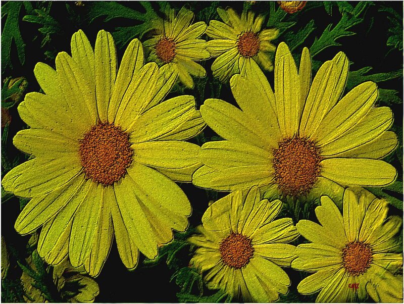 Yellow Daisy Flowers — Natural