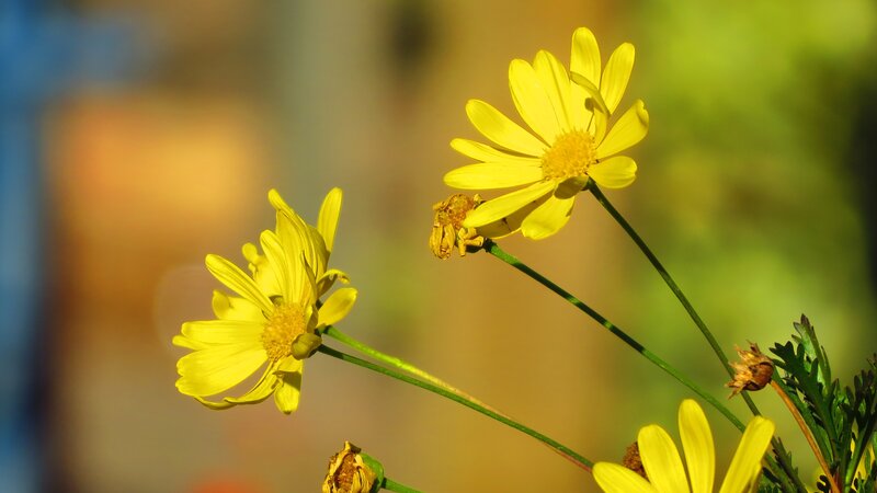 Yellow Daisy Flowers — Serene, Afternoon, Photograph, Flower