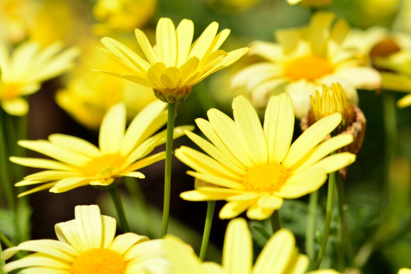 Yellow Daisy Flowers — Serene, Afternoon, Photograph, Green Stems