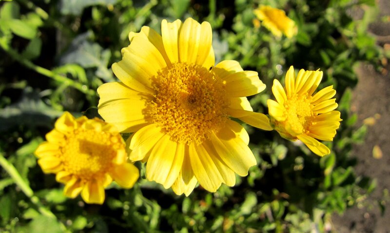 Yellow Daisy Flowers — Serene, Afternoon