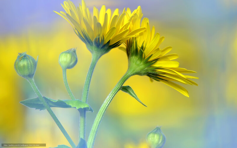 Yellow Daisy Flowers — Serene, Morning