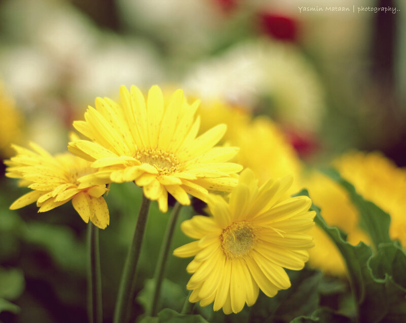 Yellow Daisy Flowers — Serene, Photograph, Green Leaves