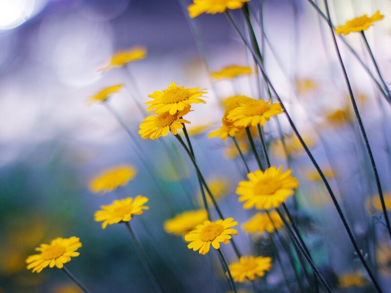 Yellow Daisy Flowers — Serene, Photograph, Stems, Blurry Background