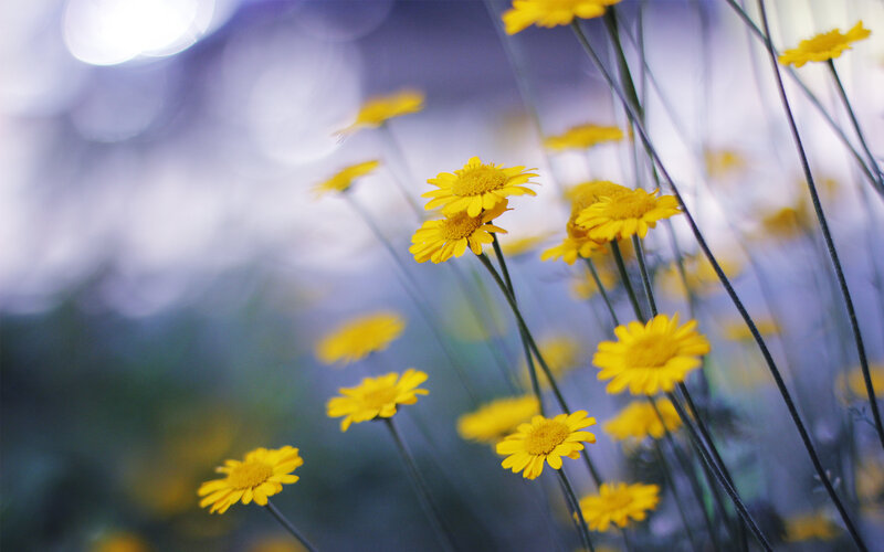 Yellow Daisy Flowers — Serene, Photograph, Stems