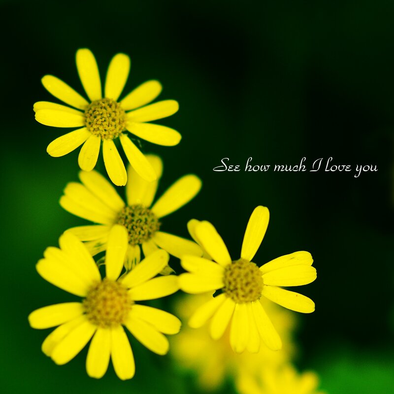 Yellow Daisy Flowers — Serene, Photograph, Text
