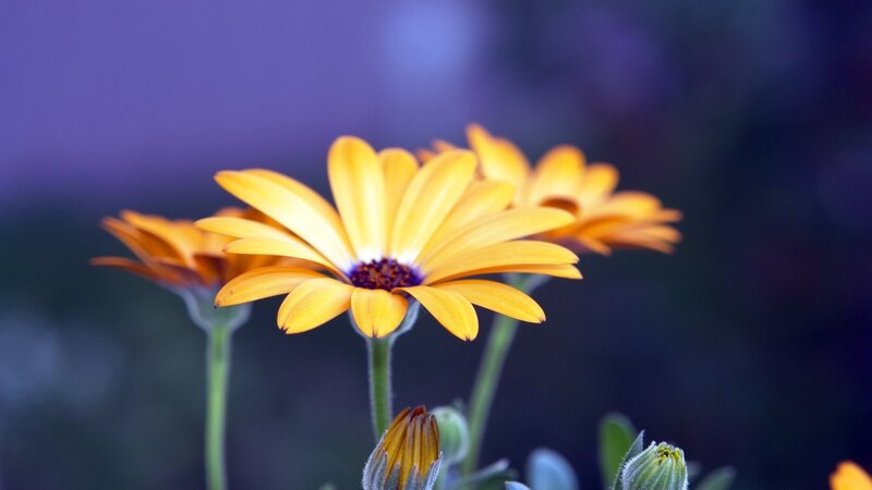 Yellow Daisy Flowers — Serene, Photograph