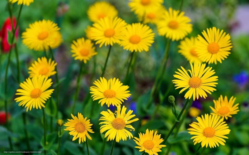 Yellow Daisy Flowers — Serene, Spring, Photograph, Green Stems