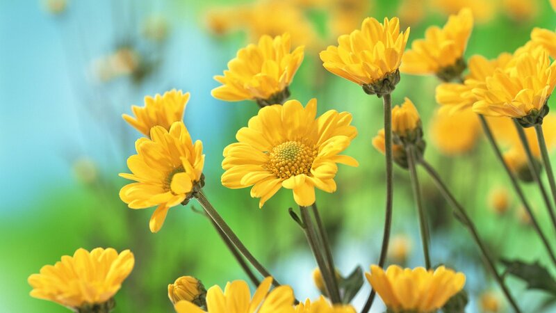 Yellow Daisy Flowers — Serene, Spring, Photograph, Stems