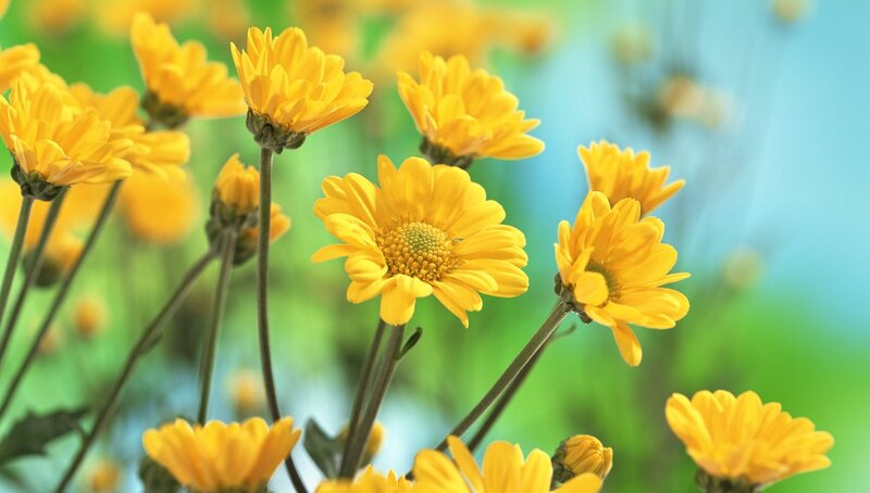 Yellow Daisy Flowers — Serene, Spring, Photograph
