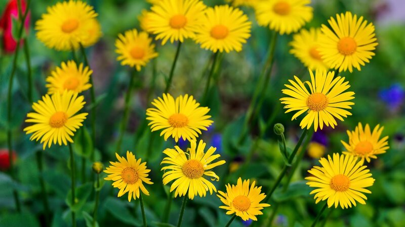Yellow Daisy Flowers — Serene, Summer, Photograph, Green Leaves