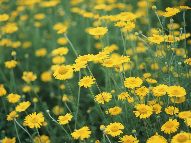 Yellow Daisy Flowers — Serene, Summer, Photograph