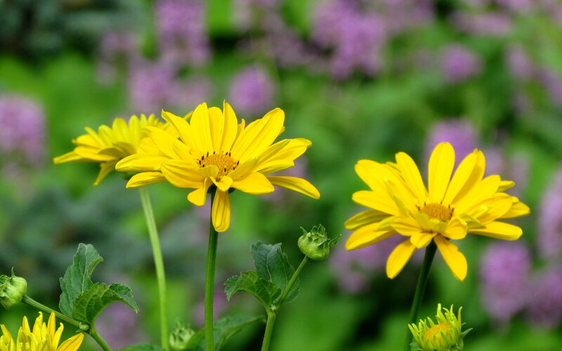 Yellow Daisy Flowers — Serene, Summer