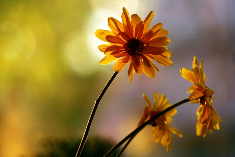 Yellow Daisy Flowers — Serene, Sunset