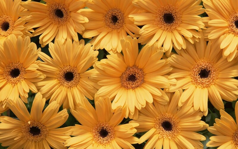 Yellow daisy flowers