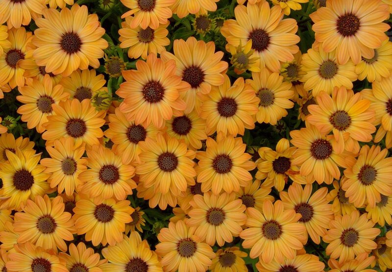 Yellow Daisy Flowers — Vibrant, Afternoon