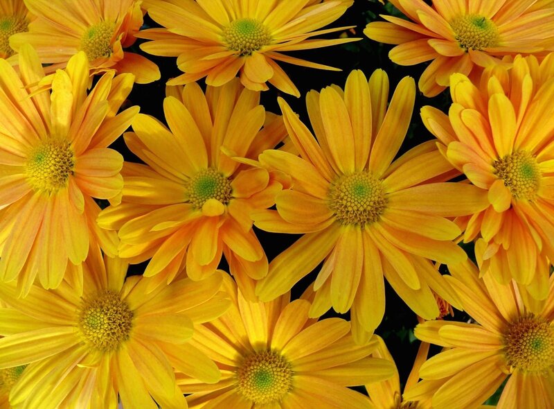 Yellow Daisy Flowers — Vibrant, Photograph, Petals