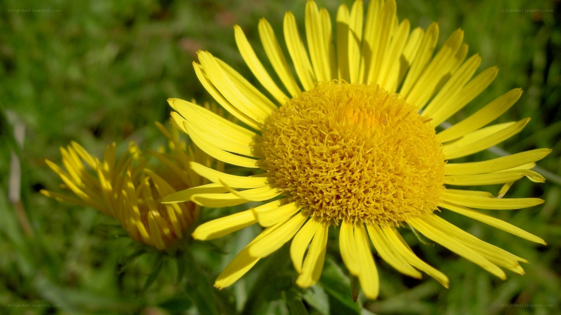 Yellow daisy in a field