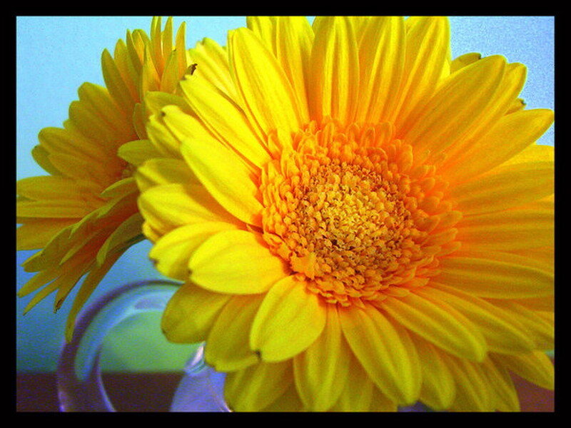 Yellow daisy in a vase