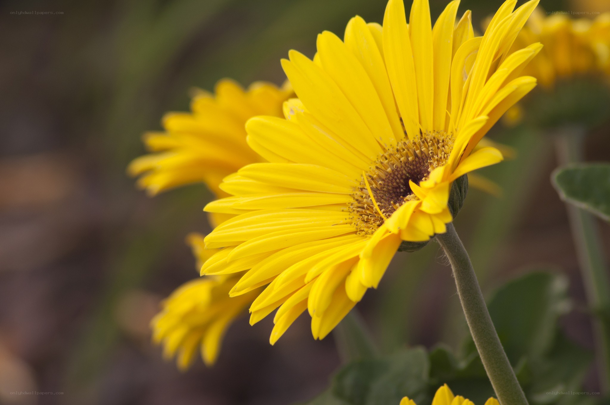 Yellow daisy in bloom