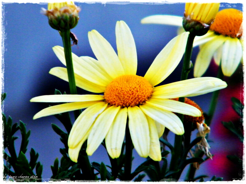 Yellow daisy in bloom