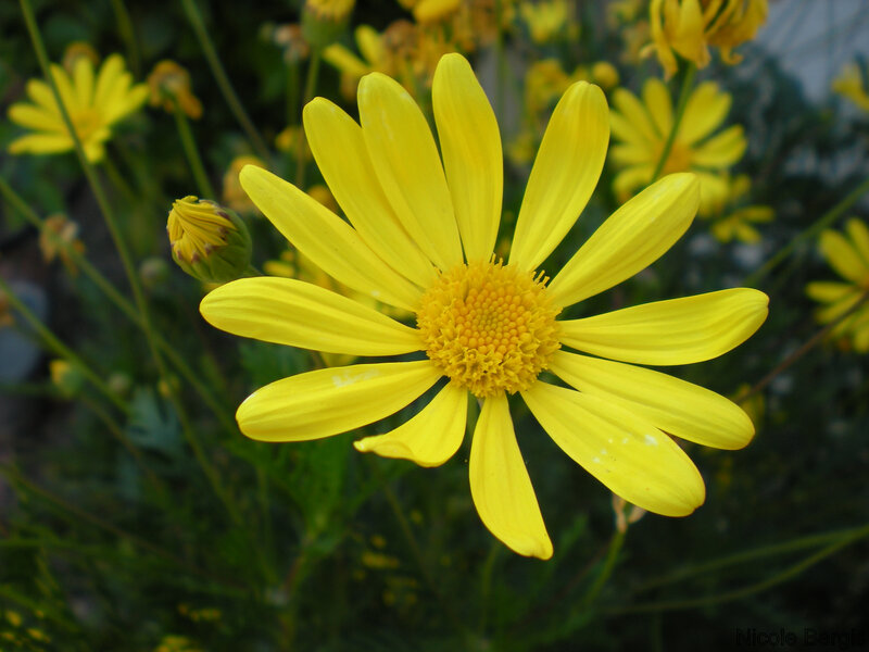 Yellow daisy in bloom