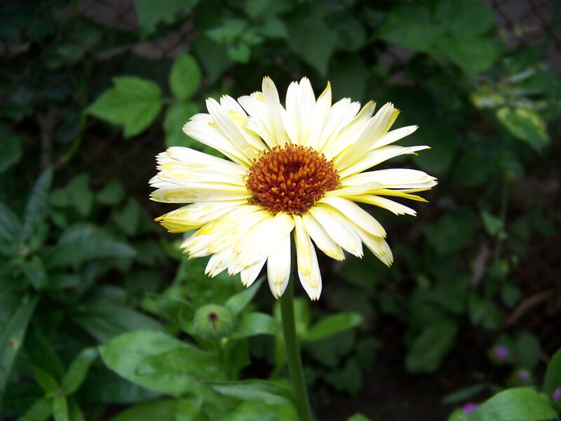 yellow daisy in garden