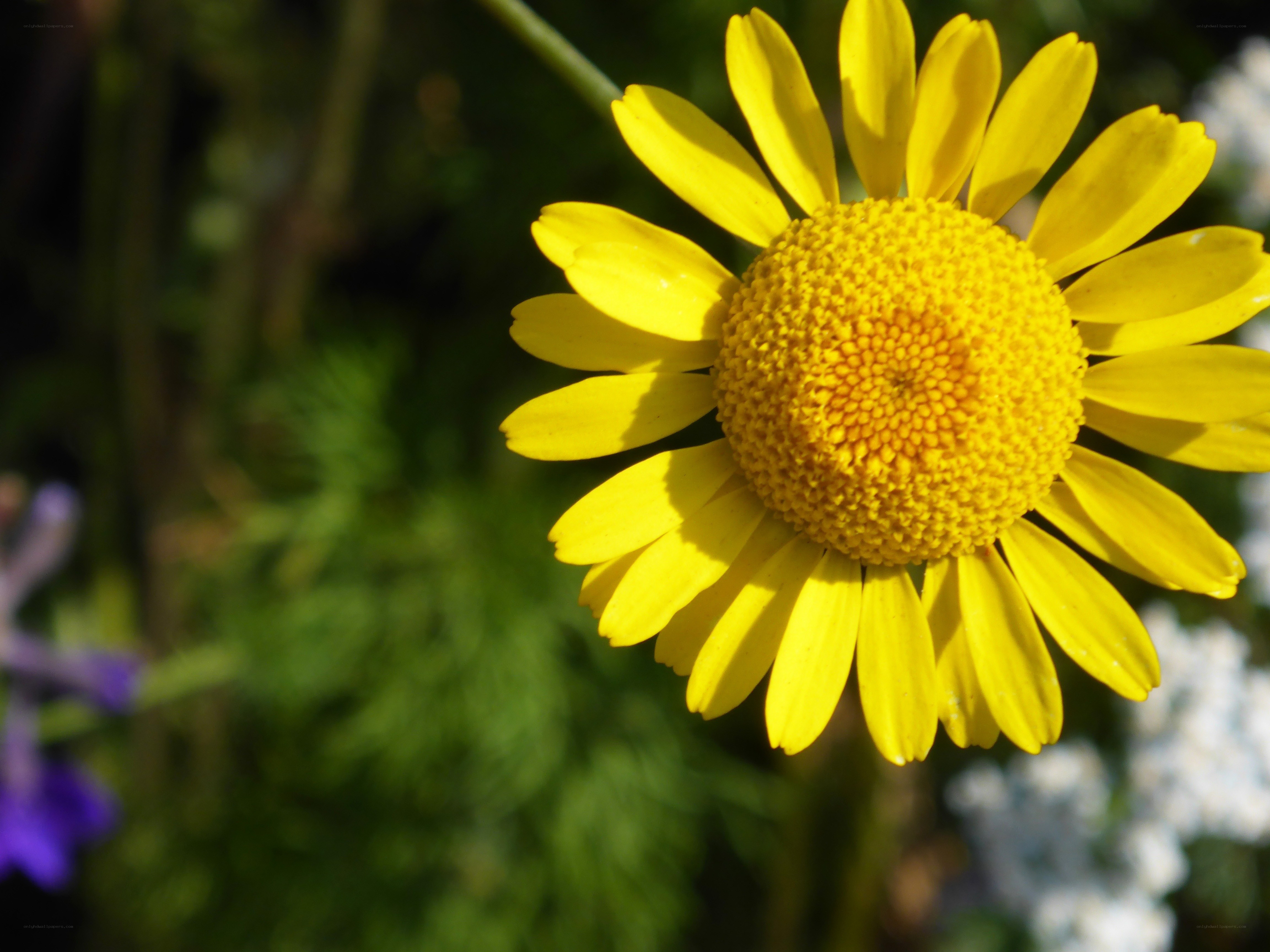 Yellow daisy in sunlight