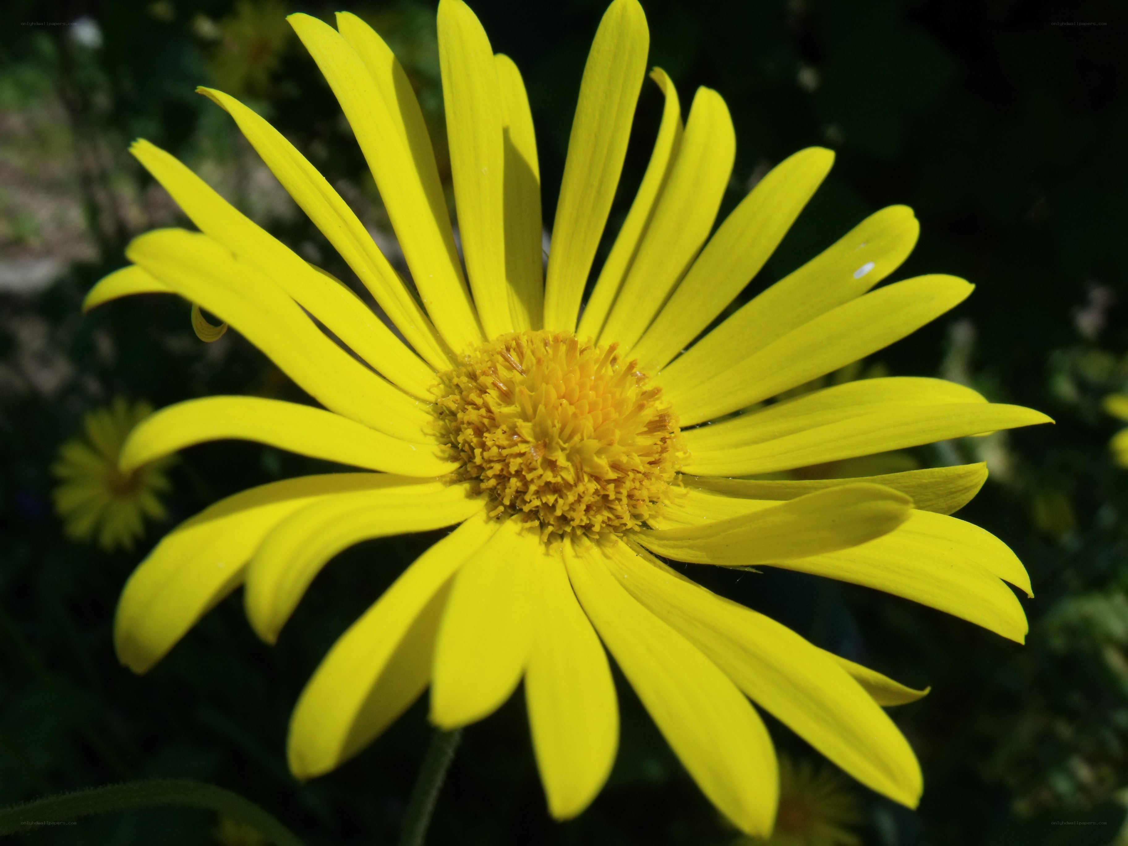yellow daisy in sunlight
