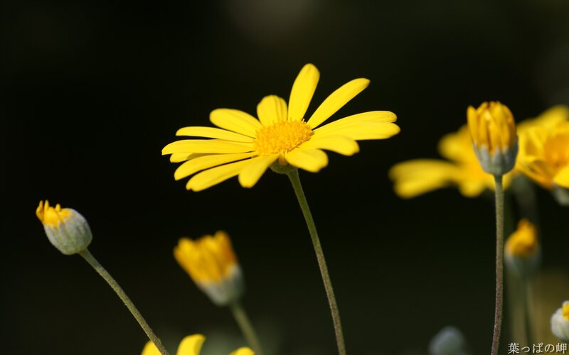 Yellow daisy in sunlight