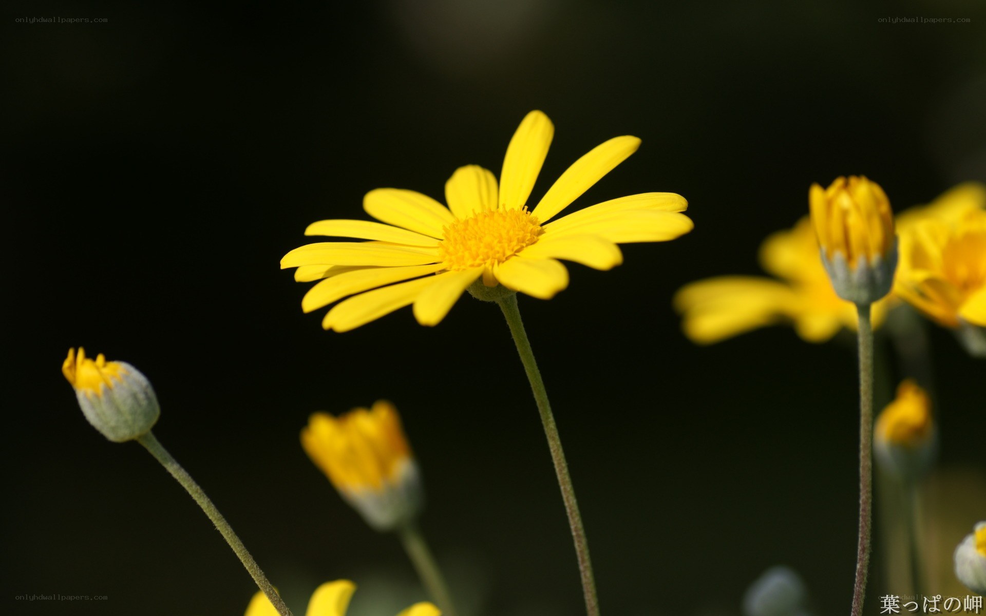 Yellow daisy in sunlight