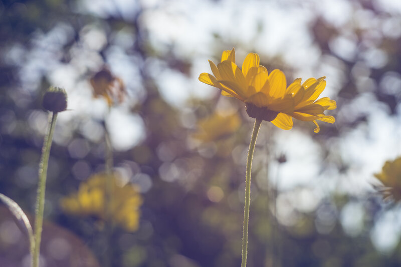 Yellow Daisy in Sunlight — Serene