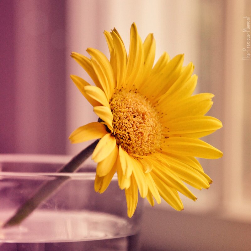 Yellow Daisy in Vase