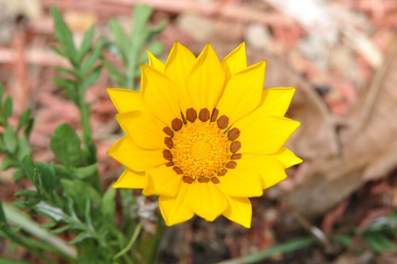 Yellow Daisy-like Flower — Calm
