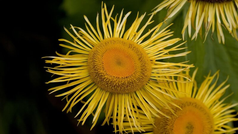 Yellow Daisy-like Flower — Natural