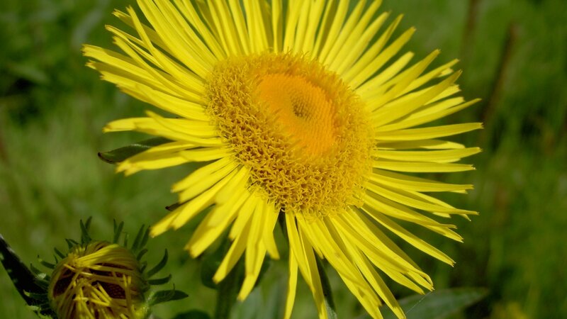 Yellow daisy-like flower